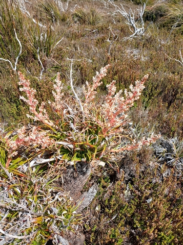 Dracophyllum milliganii, photograph 1
