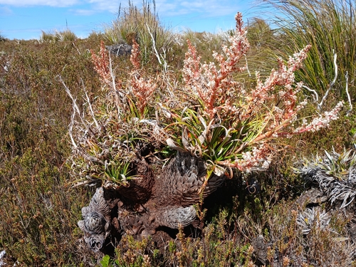 Dracophyllum milliganii, photograph 2