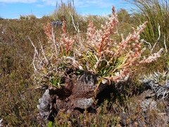 Dracophyllum milliganii, photograph Leon Perrie, CC BY, iNaturalist via GBIF