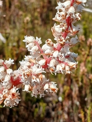 Dracophyllum milliganii, photograph Leon Perrie, CC BY, iNaturalist via GBIF
