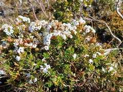 Epacris serpyllifolia, photograph (c) Leon Perrie, some rights reserved (CC BY)