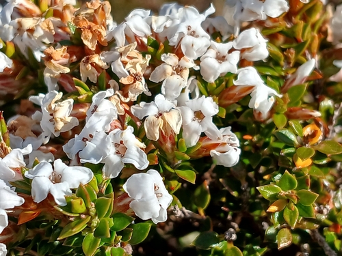 Epacris serpyllifolia, photograph 3