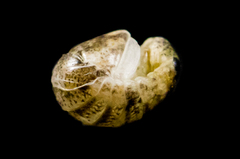 Sphaeromatoidea