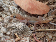 Pachydactylus punctatus