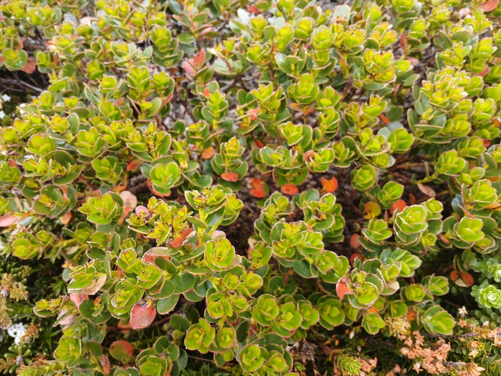 Eucalyptus vernicosa; photograph (c) Leon Perrie, some rights reserved (CC BY)