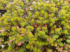 Eucalyptus vernicosa