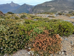 (c) Leon Perrie, some rights reserved (CC BY) Eucalyptus vernicosa, photograph (c) Leon Perrie, some rights reserved (CC BY)