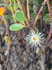 (c) Leon Perrie, some rights reserved (CC BY) Eucalyptus vernicosa, photograph (c) Leon Perrie, some rights reserved (CC BY)