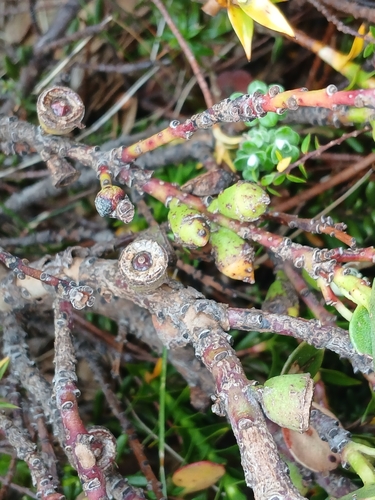 Eucalyptus vernicosa, photograph 3