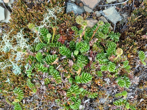 Acaena montana (Acaena montana)