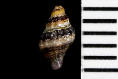 Ocinebrina