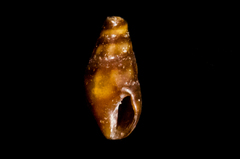Pseudomelatomidae