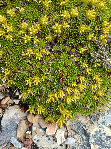 Tasmanian cushion plant (Abrotanella forsteroides)