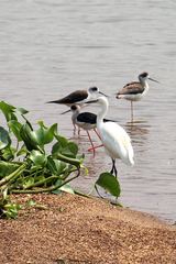 Egretta garzetta