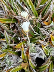 Celmisia saxifraga, photograph (c) Leon Perrie, some rights reserved (CC BY)