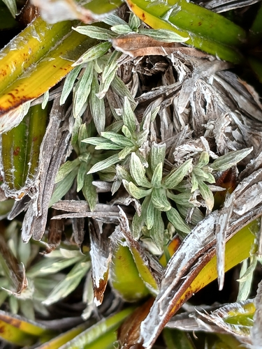 Celmisia saxifraga, photograph 5