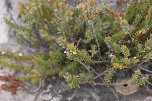 Sand Purplegorse (Muraltia saturejoides)