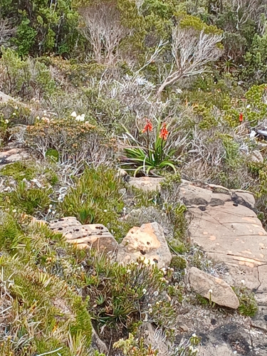 Tasmanian Christmas bell (Blandfordia punicea)