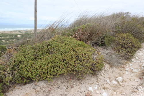 Beach Snakethistle (Cullumia squarrosa)