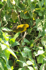 Ploceus pelzelni