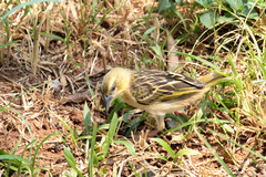 Ploceus melanocephalus