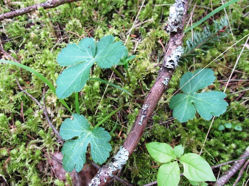 Sanicula crassicaulis var. crassicaulis