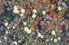 Dryas incisa