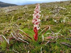 Dracophyllum milliganii