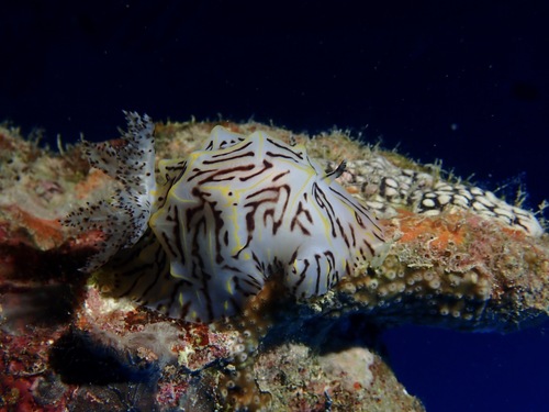 Halgerda paulayi