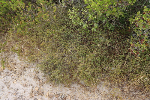 Diamond Caperose (Cliffortia obcordata)