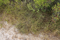 Cliffortia obcordata