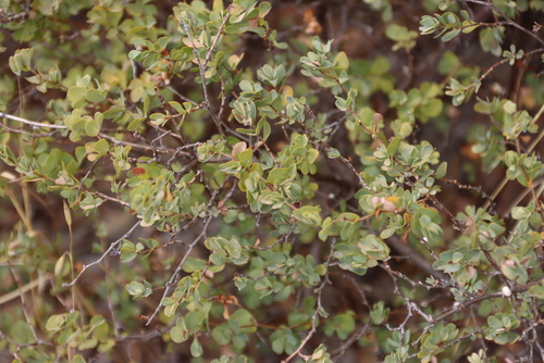 Cliffortia obcordata, photograph 1