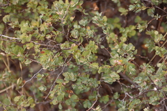 Cliffortia obcordata, photograph (c) Tony Rebelo, some rights reserved (CC BY-SA)