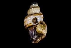 Ocinebrina