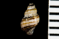 Ocinebrina