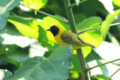 Ploceus pelzelni
