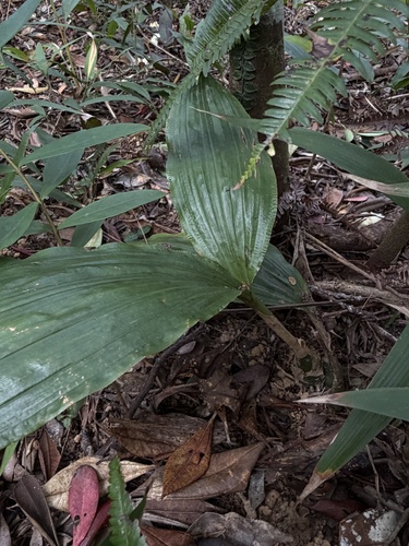 Eulophia pulchra observed 2026-01-23