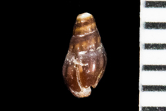 Pseudomelatomidae