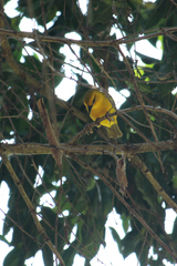 Ploceus pelzelni