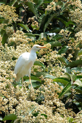 Bubulcus ibis