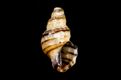Ocinebrina