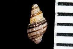 Ocinebrina