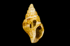 Amphissa versicolor