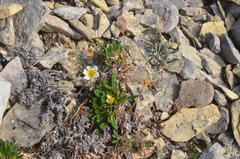 Dryas incisa