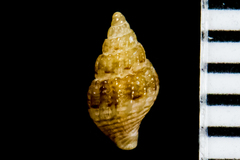 Amphissa versicolor