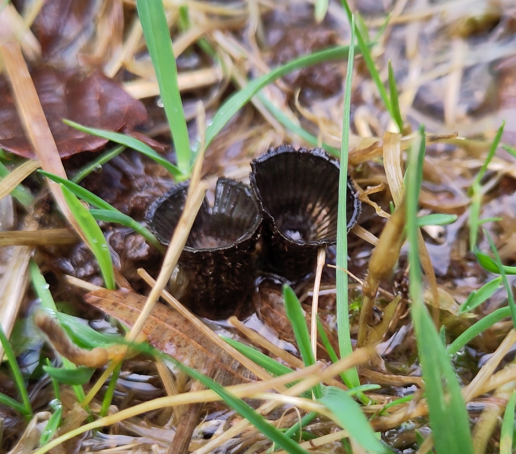 Cyathus striatus · January 2026 · photo: © helsu (iNaturalist, cc-by)