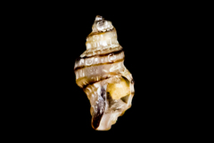 Ocinebrina