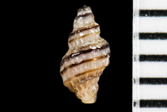 Ocinebrina