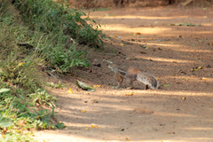 Euxerus erythropus