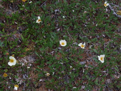 Dryas incisa